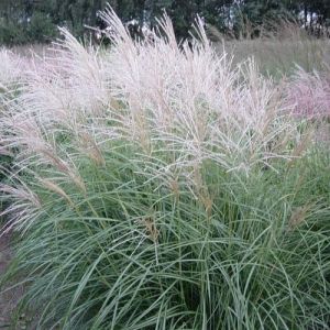Miscanthus čínsky Herman Müssel