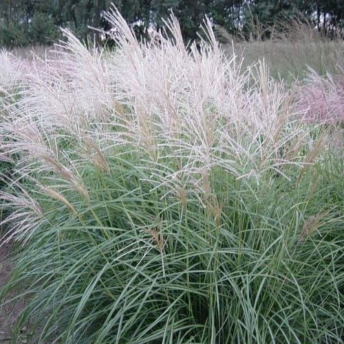 Miscanthus čínsky Herman Müssel