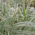 Lasecznica trzcinowata VARIEGATA