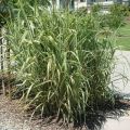 Lasecznica trzcinowata VARIEGATA