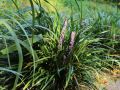 Liriope szafirkowata