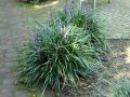Liriope szafirkowata