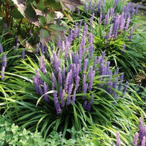 Liriope sapphire