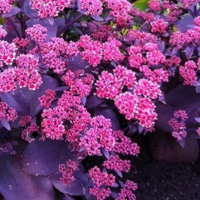 Sedum ORIENTAL DANCER