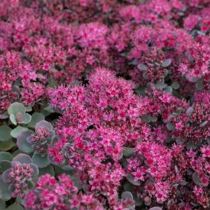 Sedum LIDAKENSE