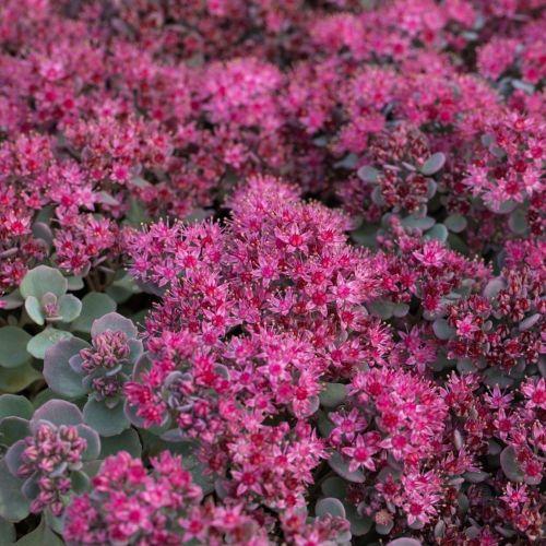 Sedum LIDAKENSE
