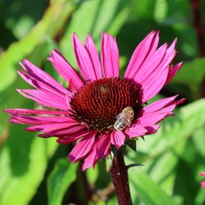 Echinacea purpurová Fatal Attraction