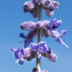 Perovskia łobodolistensis SILVERY BLUE
