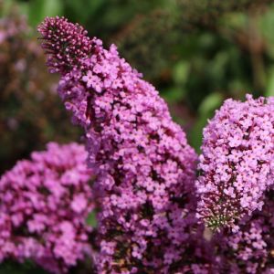 Budleja Davidova PINK DELIGHT