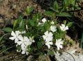 Barwinek Pospolity ALBA