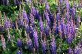 Szałwia omszona BLUE BOUQUETTA