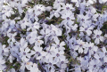 Floks szydlasty SPRING BLUE