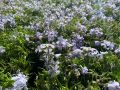 Floks szydlasty SPRING BLUE