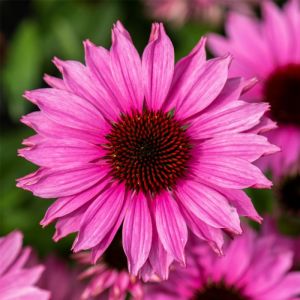 Trsťovec SunMagic Vintage Fuchsia