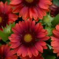 Gailardia MESA RED