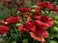 Gailardia MESA RED