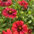 Gailardia MESA RED