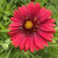 Gailardia MESA RED