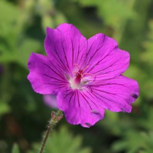 Ladyflower TINY MONSTER