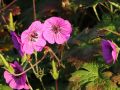 Bodziszek PINK PENNY