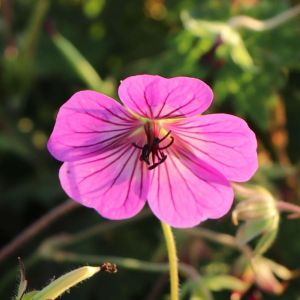 PENNY PINK ihlica