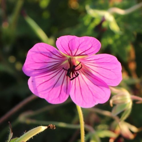 PENNY PINK ihlica