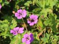 Bodziszek PINK PENNY