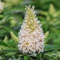 Budleja Dawida BUTTERFLY CANDY LITTLE WHITE