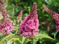 Budleja Dawida BUTTERFLY CANDY LITTLE PINK