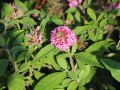 Budleja Dawida BUTTERFLY CANDY LITTLE PINK
