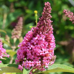 David's Budleja BUTTERFLY CANDY LITTLE PINK