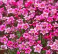 Skalnica ALPINO EARLY ROSE