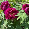 Piwonia Drzewiasta Japońska Purpurowa