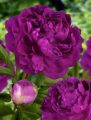 Piwonia Drzewiasta Japońska Purpurowa