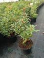 Pieris japoński Flaming Silver