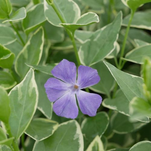 Peryšec obyčajný VARIEGATA
