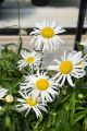 Złocień Sweet Daisy Cher