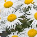 Złocień Sweet Daisy Cher