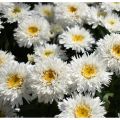 Złocień Sweet Daisy Rebecca