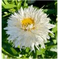 Złocień Sweet Daisy Rebecca