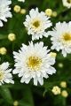 Złocień Sweet Daisy Rebecca