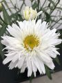 Złocień Sweet Daisy Rebecca