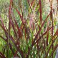 Proso Rózgowate OXBLOOD AUTUMN