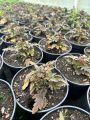 Tiarella ANGEL WINGS