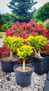 Vajíčkovec Ligustrum AUREUM tvarovaná guľa