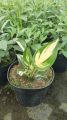 Funkia - Hosta FIRE AND ICE