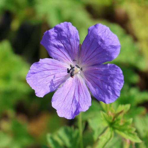 Modré zvončeky BABY BLUE