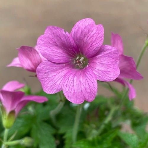 Modrý zvonček WARGRAVE PINK