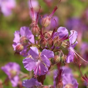 Geranium  CAMBRIDGE 