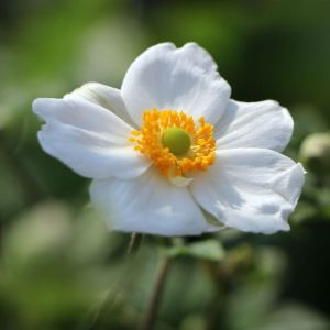 Sasanky HONORINE JOBERT 